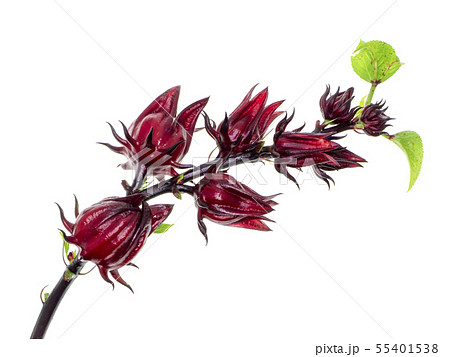 Hibiscus sabdariffa or roselle fruit Hibiscus sabdariffa or roselle fruit 55401538