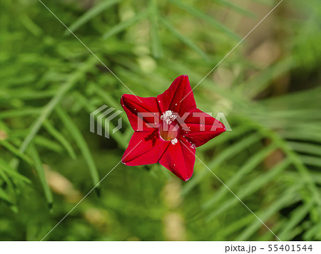 Close up red flower of Cypress vine plant. 55401544