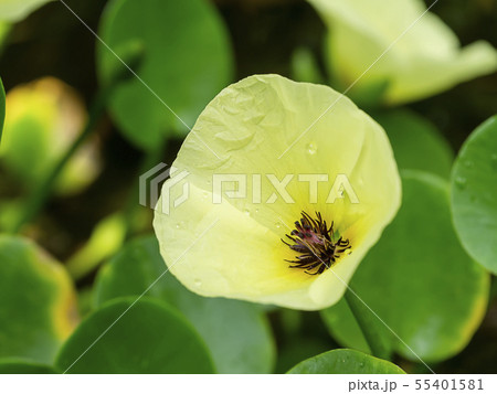 Close up yellow Water Poppy flower. Close up yellow Water Poppy flower. 55401581