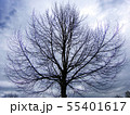 Silhouette tree on cloudy sky  55401617