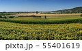Panorama view of Colli Euganei, sunflower fields,  55401619