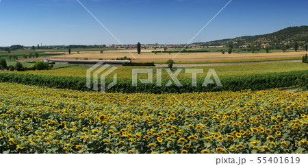 Panorama view of Colli Euganei, sunflower fields, Panorama view of Colli Euganei, sunflower fields, 55401619