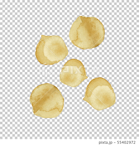 Macadamia nut nut watercolor illustration Macadamia nut nut watercolor illustration 55402972