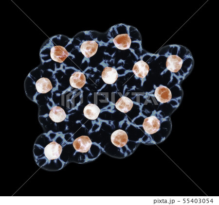 Group Of Cells isolated On Black Background 55403054