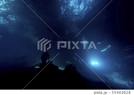 diving in shark infested water at night on 55403628