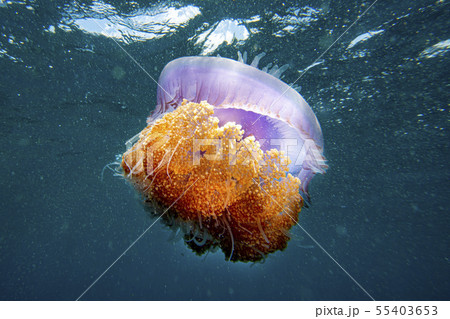 cotylorhiza giant jellyfish 55403653