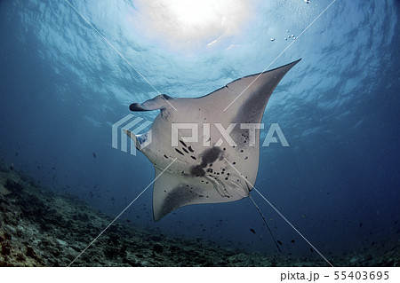Manta underwater in the blue ocean background 55403695