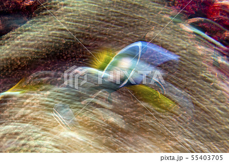 twist move effect Clown fish inside red anemone in 55403705