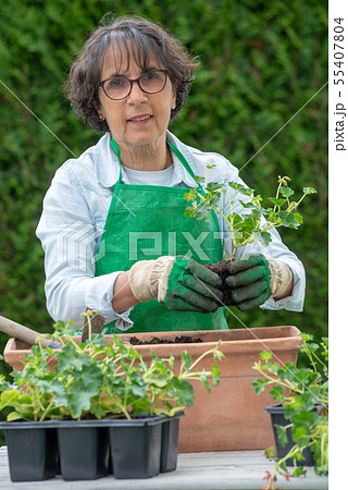senior woman potting geranium flowers 55407804