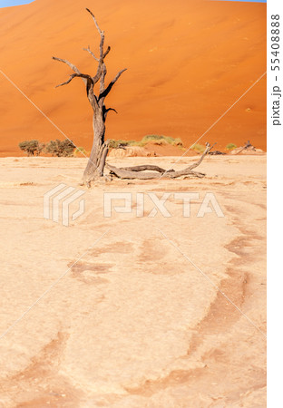 Dead trees in Namibias Deadvlei. Dead trees in Namibias Deadvlei. 55408888