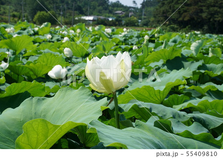 白蓮 蓮 植物 55409810