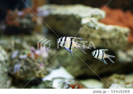 Banggai cardinalfish, Cardinals, close view Banggai cardinalfish, Cardinals, close view 55410269
