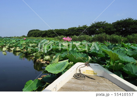 7月　館林27城沼花ﾊｽ遊覧船･つつじが岡公園 55410557