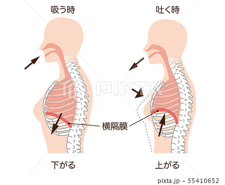 呼吸 横隔膜のイラスト素材