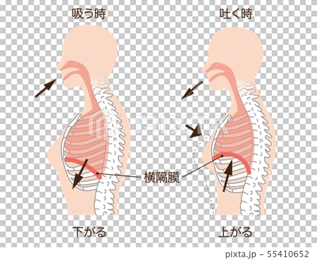 呼吸　横隔膜 55410652