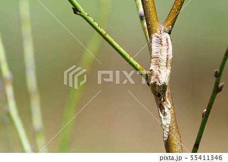 チョウセンカマキリの卵 チョウセンカマキリの卵 55411346