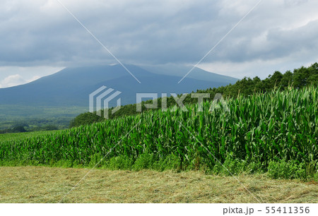 北海道七飯町軍川地区でデントコーン畑の夏の風景を撮影 北海道七飯町軍川地区でデントコーン畑の夏の風景を撮影 55411356