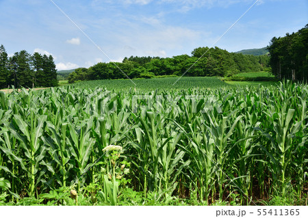 北海道七飯町軍川地区でデントコーン畑の夏の風景を撮影 北海道七飯町軍川地区でデントコーン畑の夏の風景を撮影 55411365
