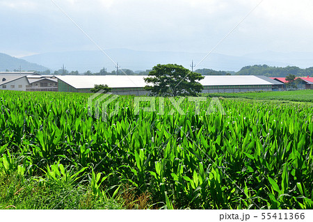 北海道七飯町軍川地区でデントコーン畑の夏の風景を撮影 55411366