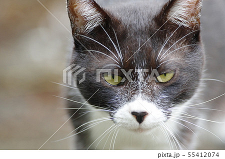 ブサカワ猫の写真素材