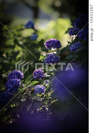 紫陽花 紫陽花 55412267
