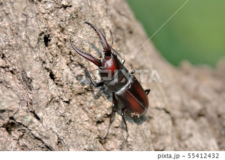 中歯型ノコギリクワガタのオス 55412432