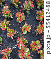 Begonia Blossoming Summer Flowers. Closeup Top View Backdrop 55412488