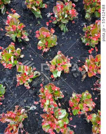 Begonia Blossoming Summer Flowers. Closeup Top View Backdrop 55412488