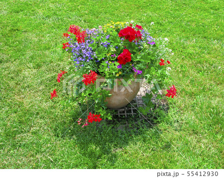 Flower pot with geranium on green lawn Flower pot with geranium on green lawn 55412930
