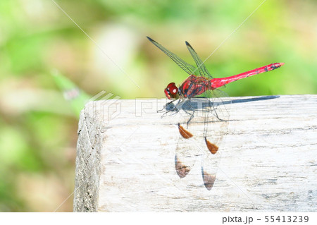 コノシメトンボ（オス） 55413239