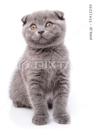 Scottish fold kitten isolated on a white background. A gray fluffy kitty 55413240