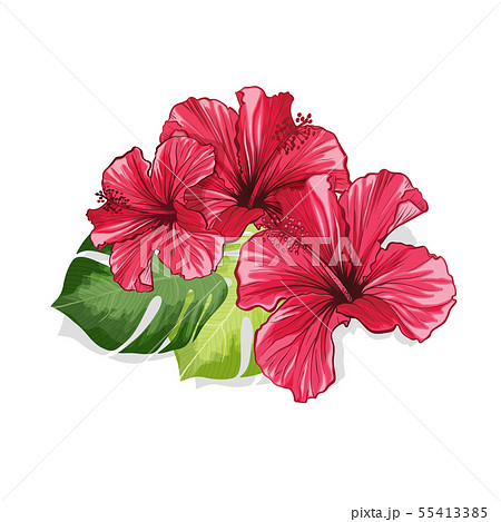 Hawaiian Hibiscus Red Fragrance Flowers and Monstera Hawaiian Hibiscus Red Fragrance Flowers and Monstera 55413385