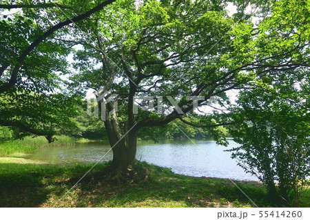 初夏の伊豆の瞳 一碧湖 新緑 テクスチャ 背景 初夏の伊豆の瞳 一碧湖 新緑 テクスチャ 背景 55414260