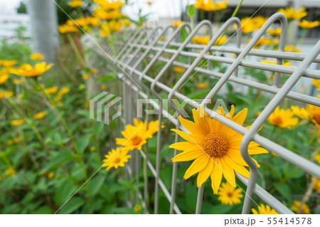フェンスに咲く花:キクイモモドキ フェンスに咲く花:キクイモモドキ 55414578