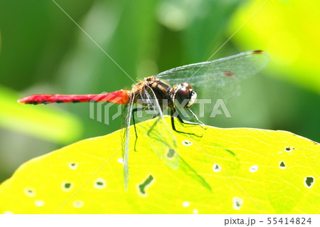 ヒメアカネ（オス） 55414824