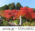 善峯寺　京都　紅葉 55414832