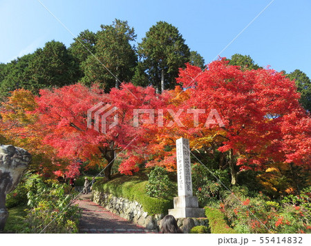 善峯寺　京都　紅葉 55414832