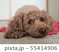 トイプードル 55414906