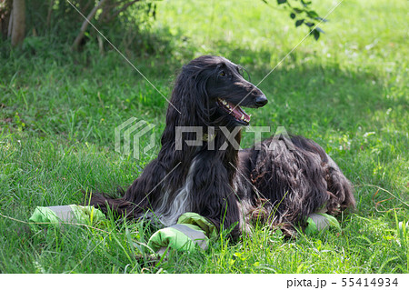 Cute afghan hound is lying on a green meadow. 55414934