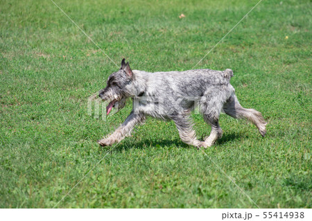 Mittelschnauzer is running on a green grass. 55414938