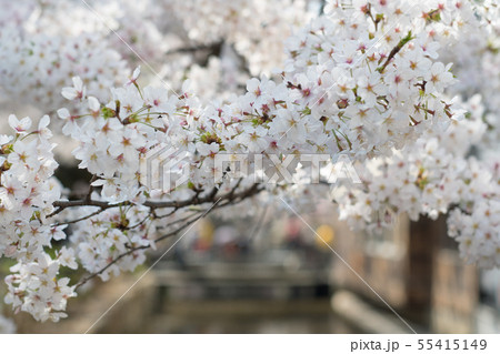 京都の高瀬川沿いの桜 京都の高瀬川沿いの桜 55415149