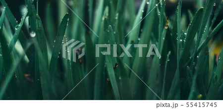 Abstract view on the spring grass 55415745