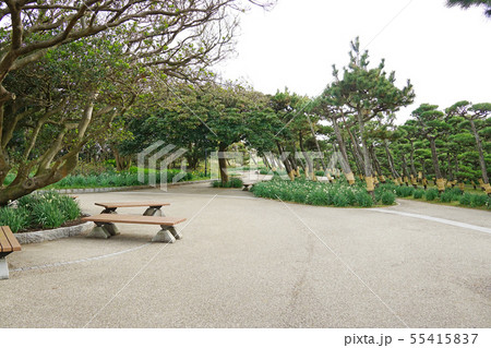 県立城ヶ崎公園 55415837