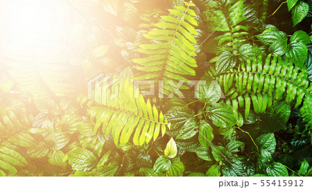 Tropical green leaf Tropical green leaf 55415912