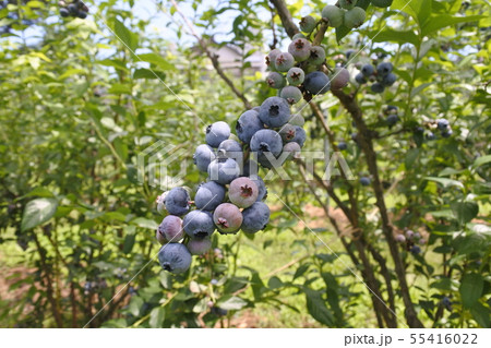 ブルーベリー ブルーベリー 55416022