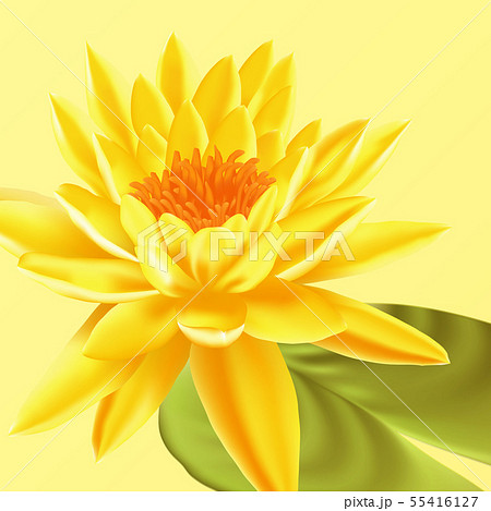 Lotus flower. Vector floral background. Lotus flower. Vector floral background. 55416127
