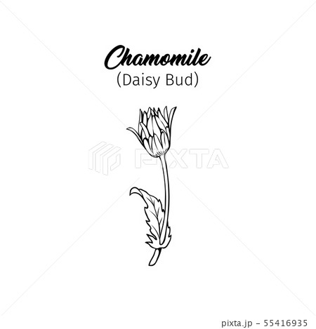 Chamomile bud freehand black ink sketch Chamomile bud freehand black ink sketch 55416935