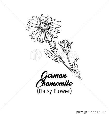 German Chamomile Black Ink Sketchのイラスト素材