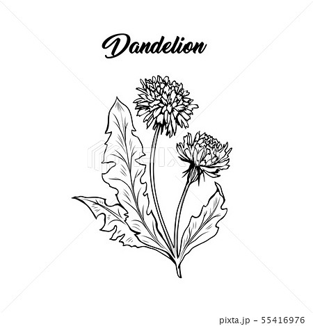 Dandelion in blossom black ink sketch. 55416976
