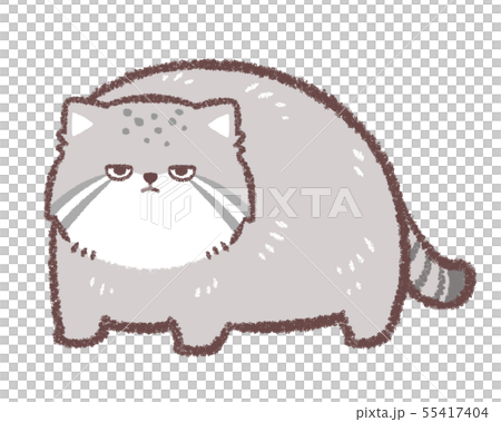 Manul cat standing 55417404